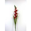 RESGladiolus 90cm cerveny 1