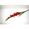 RESGladiolus 90cm cerveny