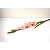 RESGladiolus 90cm ruzovy