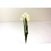 RESIris biely 55cm 1