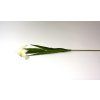 RESIris biely 55cm