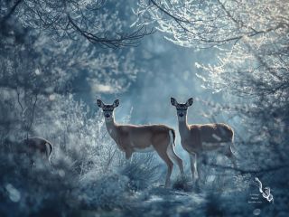 Únor je mimo jiné také měsícem lásky. Podívejme se na tohle téma v souladu s cykličností přírody. S tím, jak zima dosahuje...