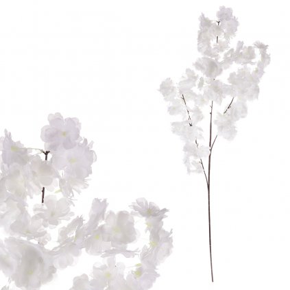 Třešeň, větev, bílá barva