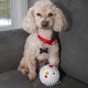 kikkerland kobe chicken ball toy mood