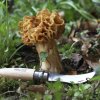 opinel pocket knife n8 mushroom 1