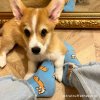 coucou suzette corgi dog patterned socks 6