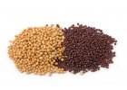 Mustard seeds