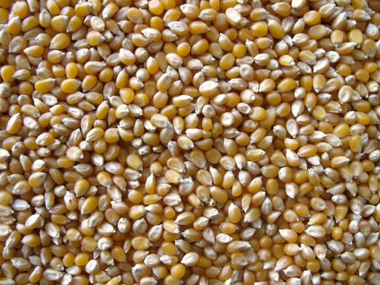 Kukuřice na popcorn BIO 3kg