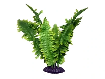 18769 komodo terarijni rostlina boston fern