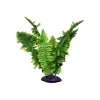 18769 komodo terarijni rostlina boston fern