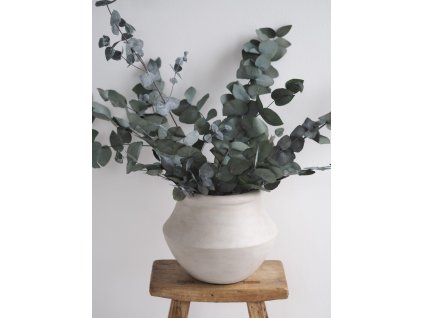 eucalyptus cinerea1