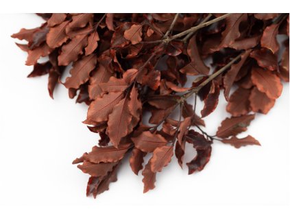 preserved pittosporum1