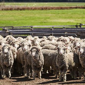 Co je to mulesing a proč se nespokojit s označením „mulesing-free“?