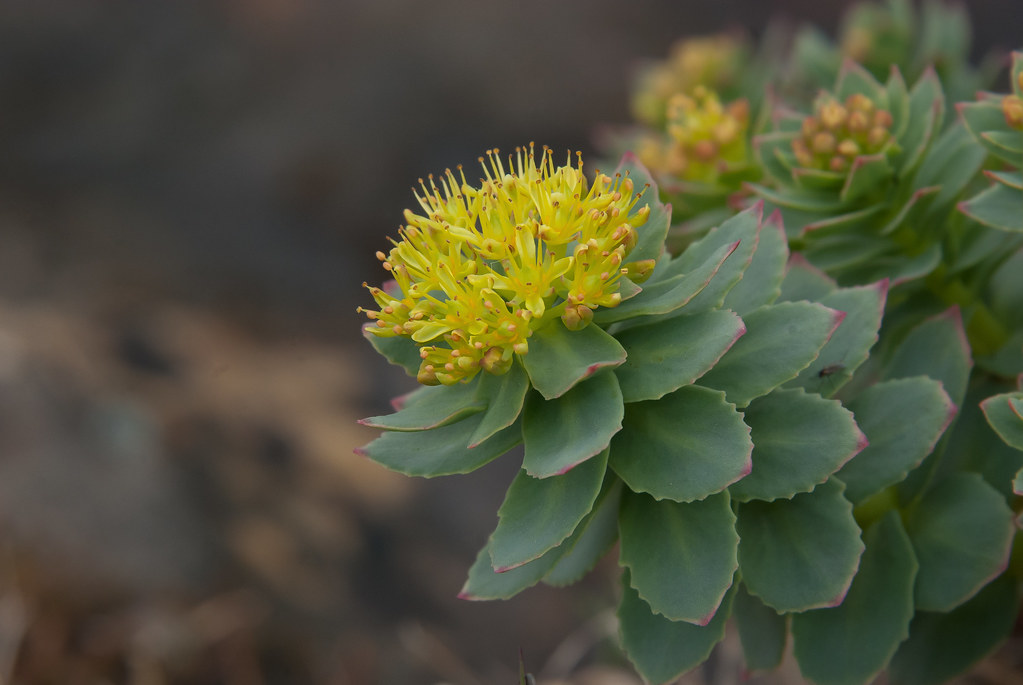 Rozchodnice růžová (Rhodiola rosea)