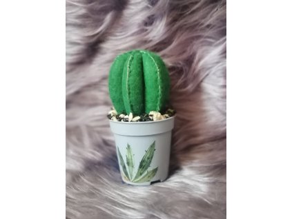 Malý textilní kaktus