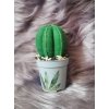 Malý textilní kaktus