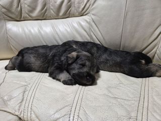 Little ones find out that leather ciach is ideal for them.. actually 3 weeks old F: C.I.B Falco Crazy Paws M: C.I.B...
