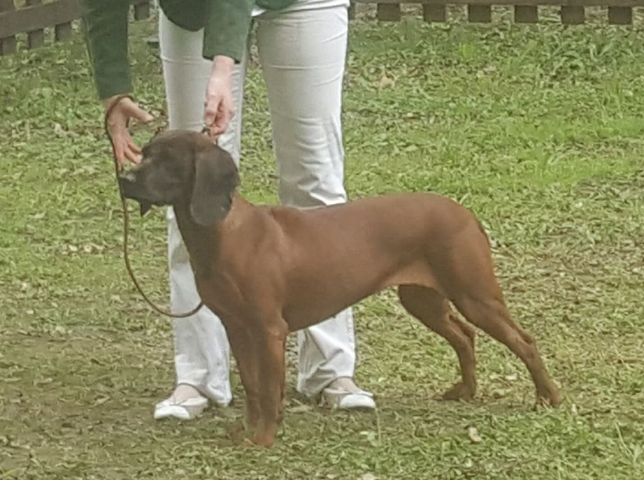 Ako na prvú výstavu?  Prihláška a termín výstavy  