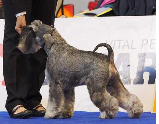 Ako na prvú výstavu? Štandard plemena