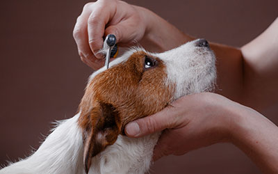 Ako na prvú výstavu? Starostlivosť o srsť pred výstavou