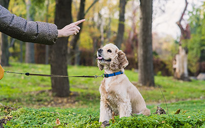Ako na prvú výstavu? Výcvik pred výstavou