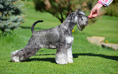 Ako na prvú výstavu? Úprava srsti tesne pred výstavou a na výstave