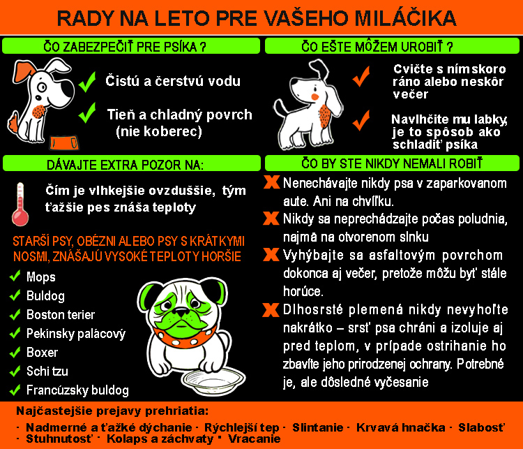 Ako pomôcť psovi v lete?