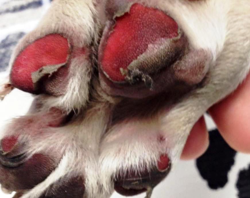 Psíčkari pozor na horúci asfalt v lete!