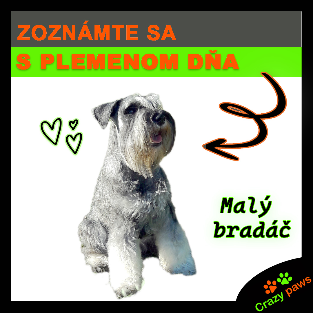 Malý bradáč korenie a soľ