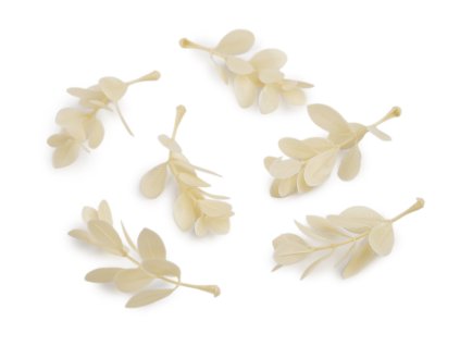 buksus sv. krémová