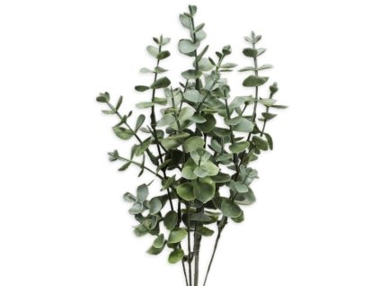eucalyptus34cmzelena