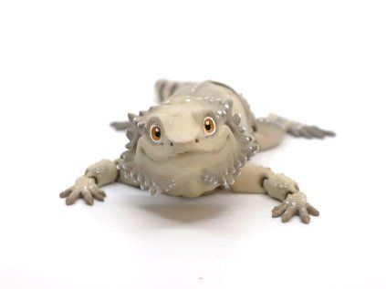 Agama vousatá