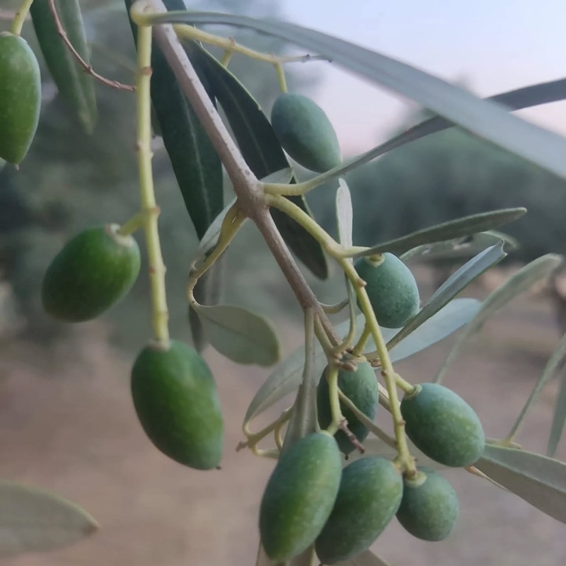 Jak vzniká extra panenský olivový olej (EVOO)
