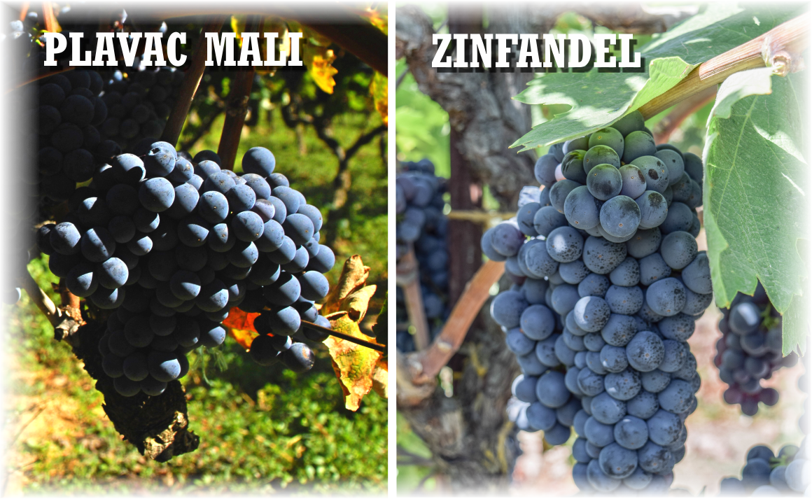 ZINFANDEL, PRIMITIVO, CRLJENAK KAŠTELANSKI NEBO PLAVAC MALI?