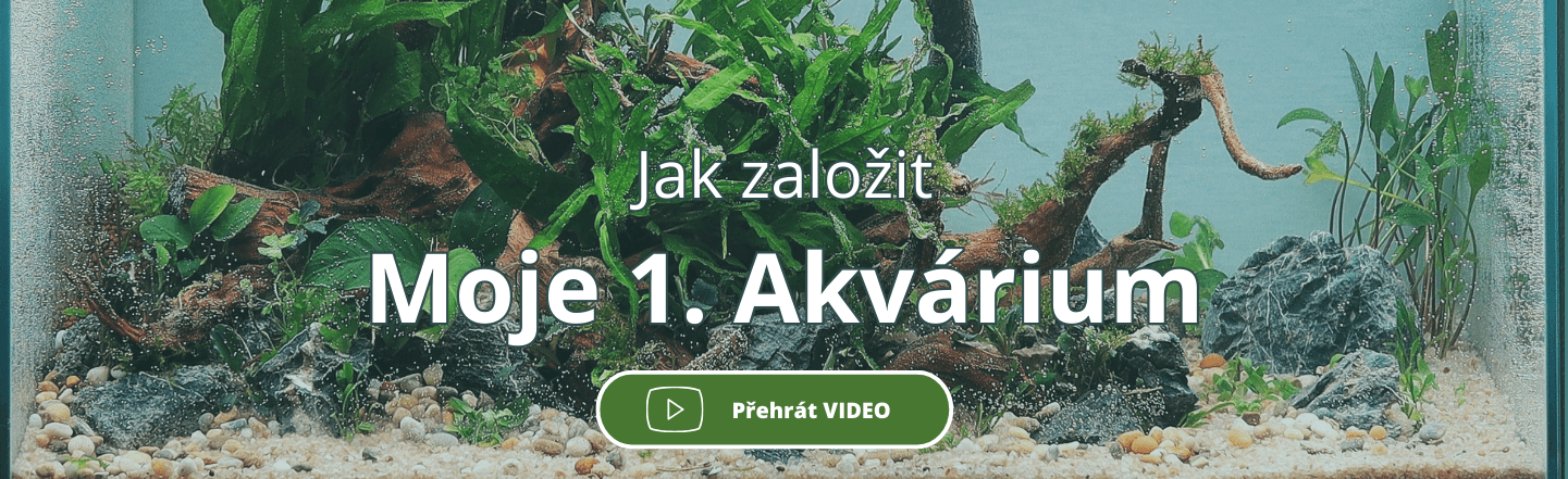 Jak založit svoje 1. nenáročné akvárium, akvárium pro začátečníky