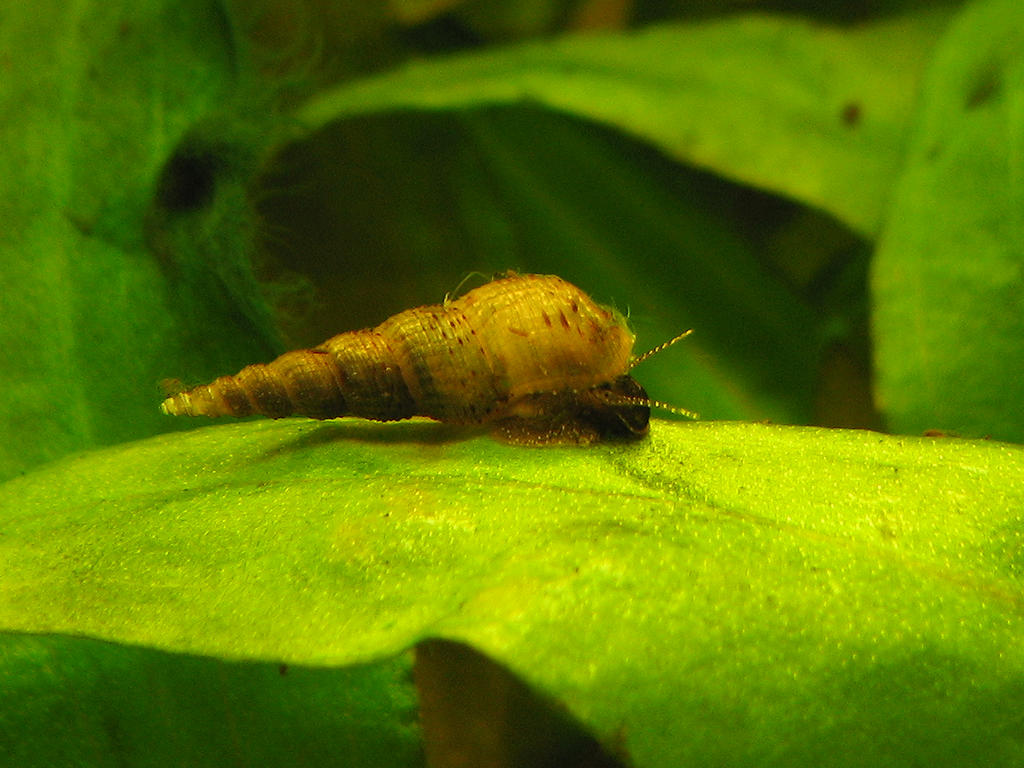 piskorka vezovita snek pojidajici detrit ze dna akvaria