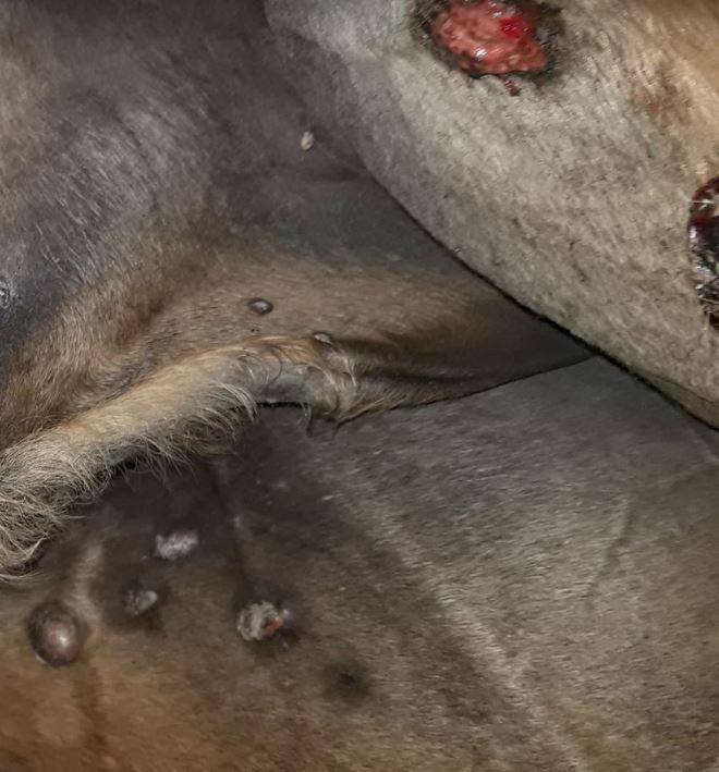Biological Integrity and Sarcoids: Why Systemic Support is the Key to Success?