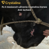 Crystalina Horses  Anti Sarkoid 2,5 kg