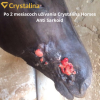 Crystalina Horses  Anti Sarkoid 2,5 kg