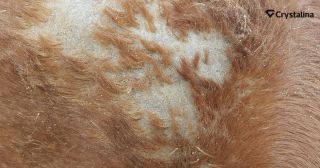 🐴 Jesenné kožné problémy u koní? Pomôžte im zvnútra s Crystalina Horses! 🍂 S príchodom jesene prichádza aj zvýšené riziko...