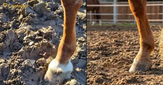 🆘 Blato až po uši? Kopytá volajú o pomoc! 🐴💦 Poznáte to – prídete do výbehu a namiesto koňa vidíte len jednu veľkú...