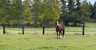 🐎 Vidíte na svojom koňovi únavu, matnú srsť alebo neochotu pod sedlom? Problém nemusí byť v tréningu, ale hlboko v...