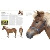 The Horse Encyclopedia 5