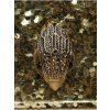 Handtasche - PARTY EAGLE CLUTCH DRENCH
