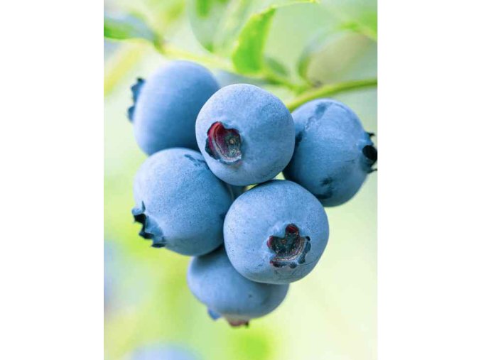 Kanadská čučoriedka - Early Blue