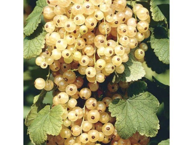 Ríbezľa biela - Primus