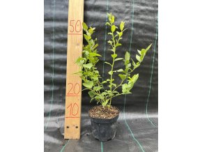 Kanadská čučoriedka - Bluejay