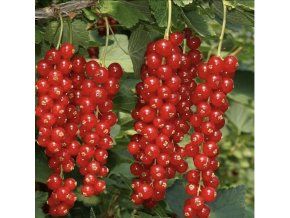 Ríbezľa červená - Maraton