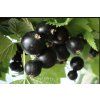 Ríbezľa čierna - Kopanja