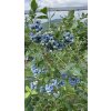 Kanadská čučoriedka - Bluecrop